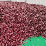 1000 cfu/g Paprika Pods For Your Food Ingredients Business