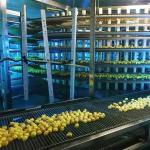 Good Price CE Approved Bakery Production Line Spiral Cooler Spiral Freezer and