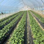 Single Layer Hydroponic Tunnel Greenhouse for Agriculture 30 Days Return Refunds