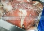 BQF Equator Squid Fin Huge Big Size 300g Below Size Block Shape