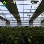 Multispan 28m-50m Length Light Deprivation Greenhouse With Blackout System