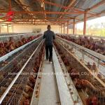 China Export Quality Battery Broiler Chicken Cage Automatic Nigeria Star