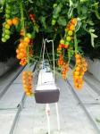 PE Plastic Film Hydroponic Multi Span Greenhouse For Vegetable Growing
