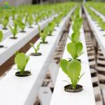 Automatic Fertilizer Water Integrated System For Modern Agriculture