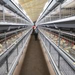 H Type Frame 4 Tiers Meat Chicken Broiler Cage 136 Birds