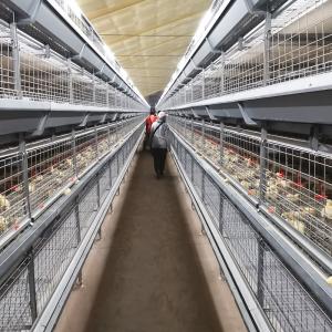Wholesale Husbandry Livestock 3 Tier Chicken Cage , HDG 125kgs 208 Broiler Farm Equipment from china suppliers