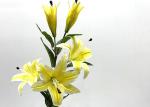Long - Lasting Multiple Color Artificial Lilies With 3 Flowers And 2 Buds 98 CM