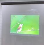 Grey Laser TV And Rear Projection Film / foil for display , advertising ,