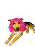 Rainbow Colors Sturdy Nylon Pet Toupees One Size Fits All Quick-Dry Material