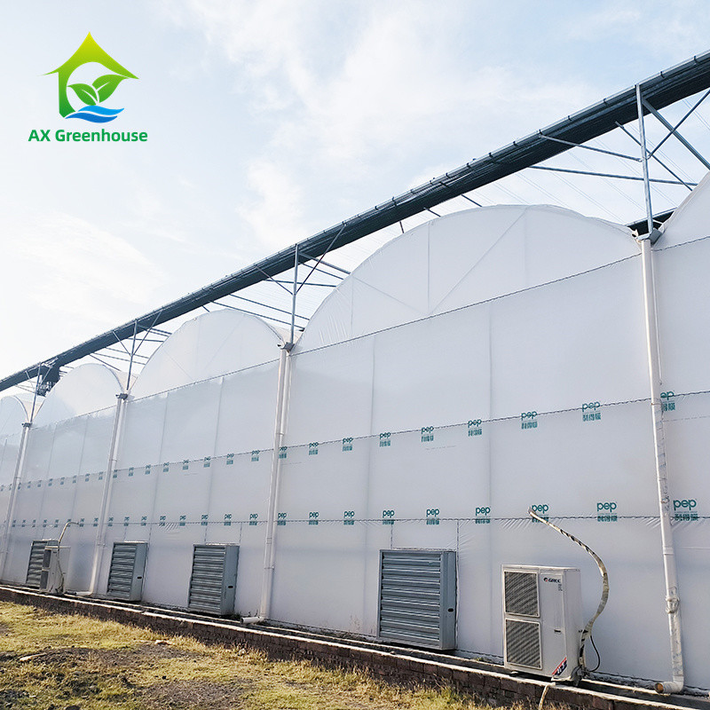Galvanized Steel Frame PE Plastic Film Greenhouse For Agriculture Low Cost Tunnel