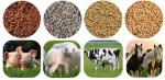 Pig And Cow Animal Feed Making Machine , Full Automatic Pet Food Manufacturing