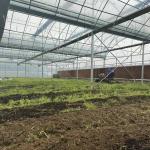 JX-A0022 Commercial Greenhouse with Multi-Span Plastic Tunnel Film Design
