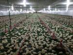 PLC Control Avian Feeding Line 3m*0.8m*1.2m