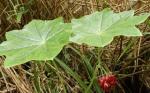 pure Picropodophyllotoxin 98%, CAS No.: 477-47-4, natural IGF-1R inhibitor,