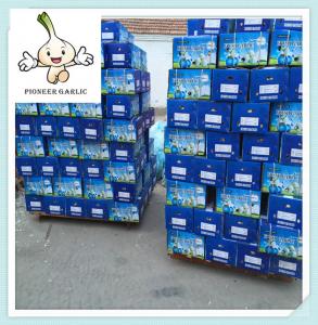 China Wholesale 2016 Harvest Normal White garlic Price Shandong Super White Garlic Price 5.0CM on sale