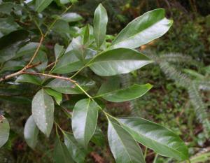 Wholesale 100% Pure Natural Engelhardtae Roxburghianae Extract Astilbin 80% powder HPLC from china suppliers