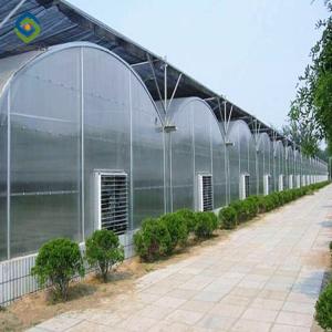 Wholesale 12m Multi Span Greenhouse With Hydroponic Growing Systems from china suppliers