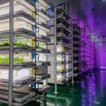 Tingzhou Juxiang Fully Automatic Hydroponic Growing System for Vegetable Fruits