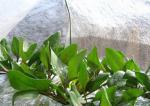 2% UV Agriculture PP Non Woven Landscape Fabric All GSM Various Color