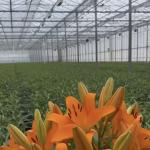 Venlo Glass Greenhouse Hydroponics System for Vegetables Made in the Netherlands