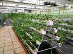 Juxiang's Humidity-Controlled Planting Facility Package Gross Weight 2000.000kg