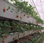 High Yield Greenhouse Hydroponic System Customization for Commercial Sustainabil