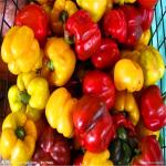 220 ASTA Sweet Paprika Pepper Non Irradiated Seedless NO Pigment