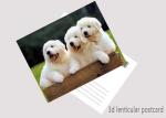 Promotion Cartoon 3D Lenticular Postcard / Flip Lenticular Image Printing