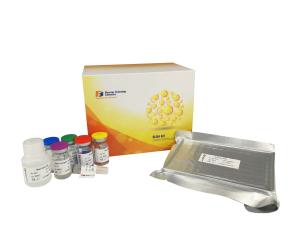 Wholesale Secretory Immunoglobulin Elisa Assay Kit , 96 Wells Immunoassay Test Kits from china suppliers