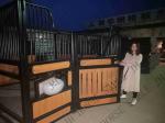 50x50mm Wire Mesh Portable Horse Stable
