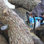 Powerful Gasoline Chain Saw 58cc For Wood Timber Cutting