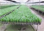 Seedbed System Greenhouse Rolling Benches For Multi Span Agricultural Greenhouse
