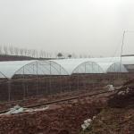 Plastic Film Greenhouse Multi Span Rain Shelter Greenhouse For Plum Growing