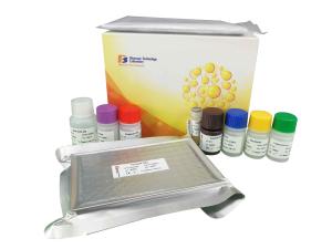 Wholesale ET 1 Sandwich Immunosorbent Assay Kit High Sensitive Mouse ELISA Kit 2 Hours Assay Length from china suppliers