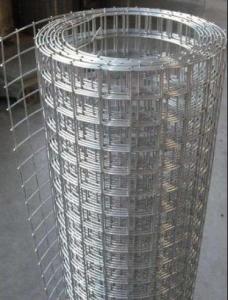 Wholesale 1/2'' 1'' 3/4'' 2'' Size Welded Steel Wire Mesh Electric Galvanized / Hot Dipped Galvanized from china suppliers