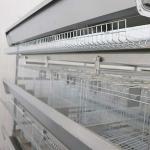 Anti Corrosion Layer Chicken Cage For Laying Eggs Large Scale Farm Use