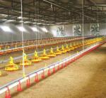 Water Line Automatic Pan Feeding System Chicken Poultry Nipple Drinking
