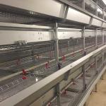 Fireproof Baby Chick Cage Automatic Drinking System Corrosion Resisting