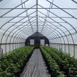 Single Span Tunnel Blackout System Hydroponic Light Deprivation Greenhouse