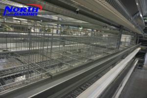 Wholesale hot sales poultry cages TUV certicification hot dipped galvanized 20 years lifetime layer from china suppliers