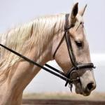 Stainless Steel Horse Chewing Mouth Roller with Brass Hardware and Copper