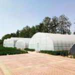 Hot Galvanized Steel Pipe Plastic Tunnel Greenhouse Agricultural