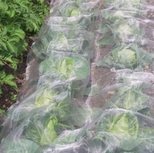 China Agricultural Garden White Fly Screen Netting Anti Aphid Insect For Cabbage on sale