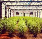 Fully Light Deprivation Greenhouse with Blackout Film and Customized Hot