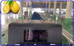 Intelligent Automatic Lemon Sorting Machine 380V / 50Hz