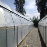 220V 50Hz Control System Auto Light Dep Greenhouse For Herbs