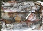 Equator Giant Squid 2000g Up Size