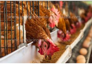 China Modern Type A Farm Building Poultry Cage For Layers Automatic System on sale