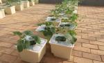ODM Beige 5 Gallon Bucket Hydroponic System Cucumbers Ebb And Flow Buckets