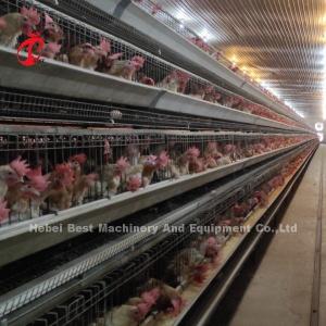 Wholesale 96 Birds Poultry Battery Cage System Broiler Automatic Egg Hens A Type Rose from china suppliers